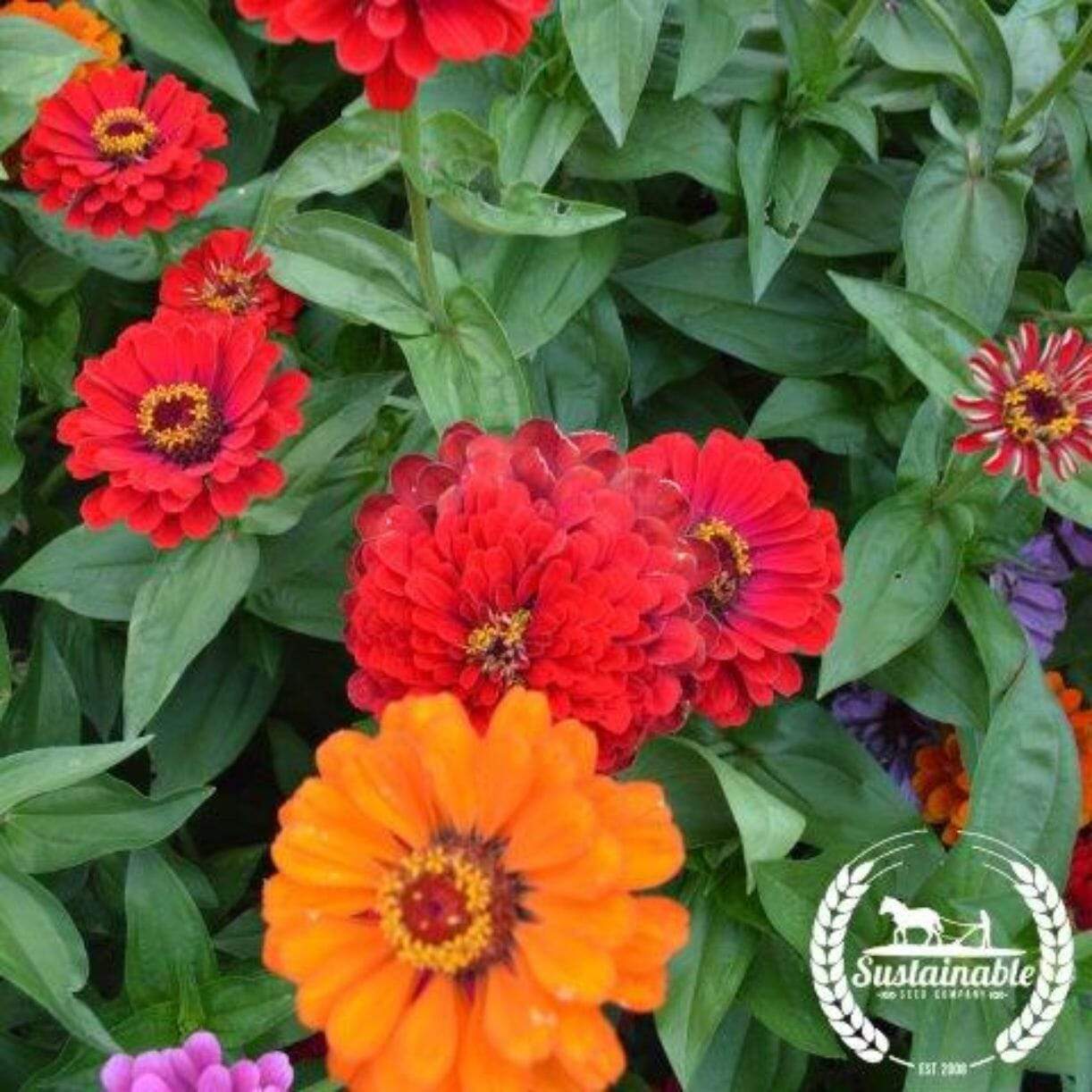 Zinnia