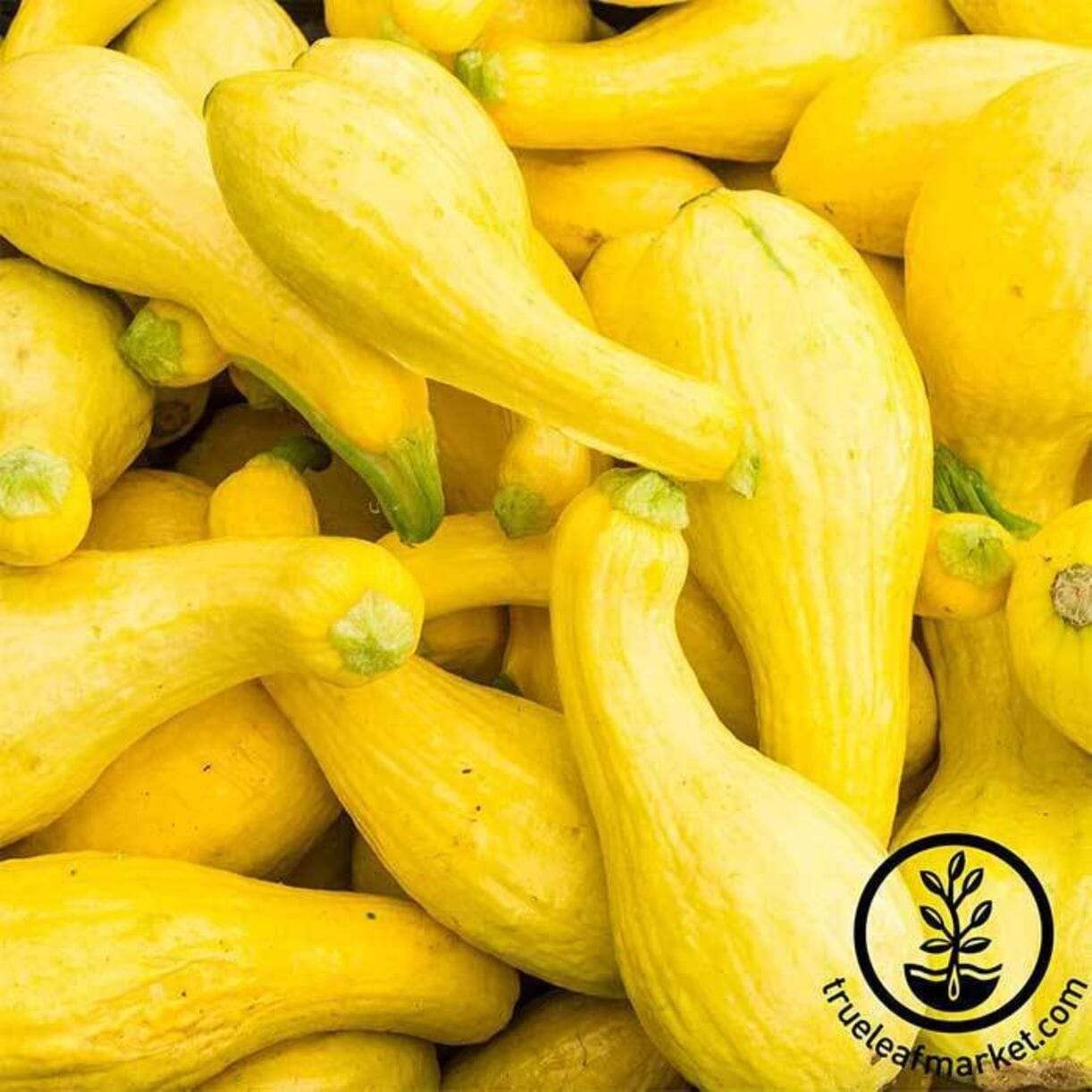 Crookneck Squash