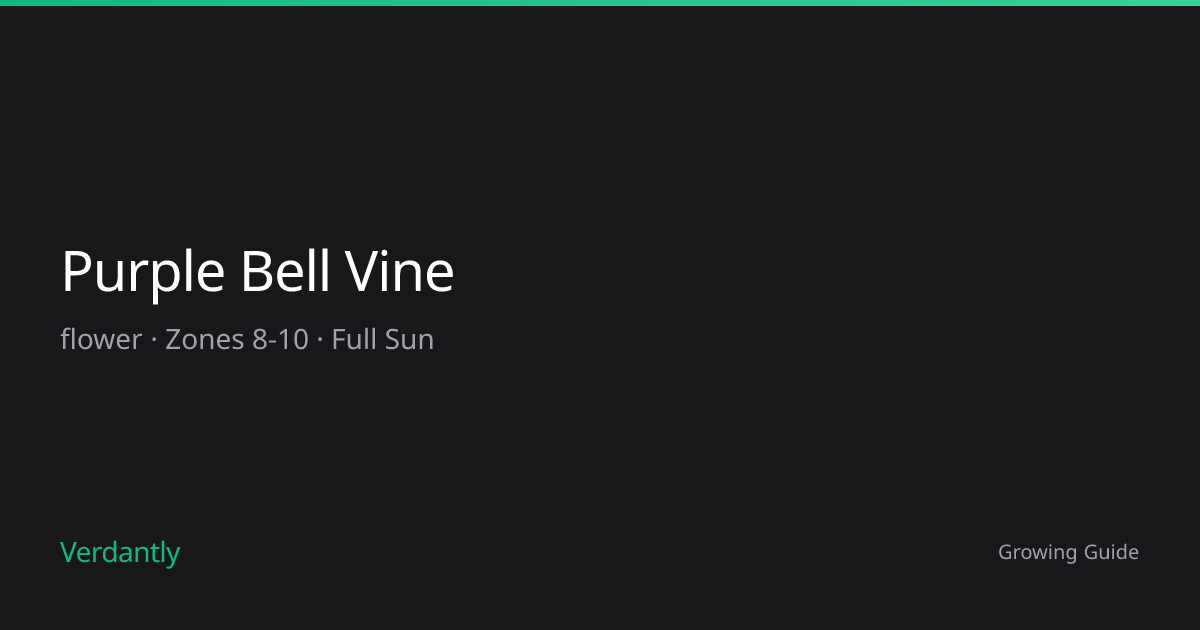 Purple Bell Vine — Growing Guide — Zones 8-8 | Verdantly
