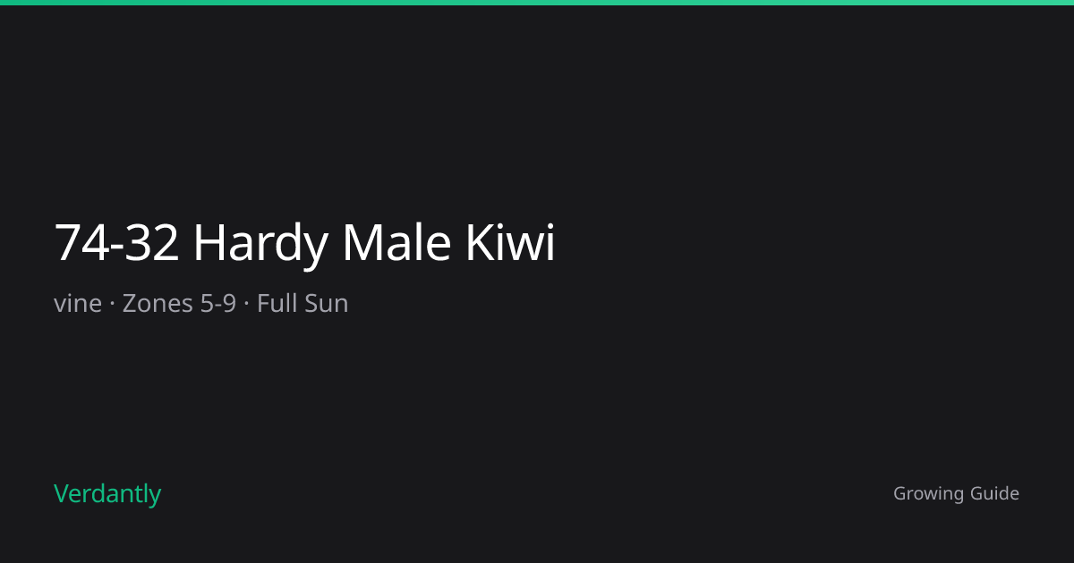 74-32 Hardy Male Kiwi — Growing Guide — Zones 5-9 | Verdantly